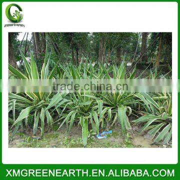 Agave Americana Variegata