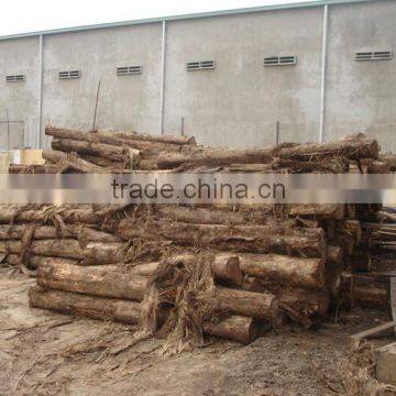 Eucalyptus Sawn Timber - Dried Timber - Low Price High Quality photo-2
