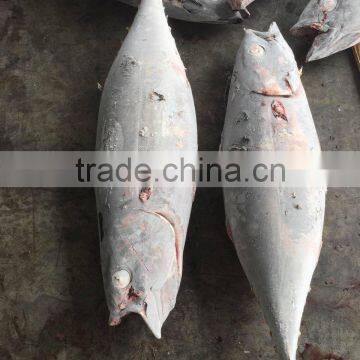Frozen Long-line Albacore Tuna Whole Round photo-4