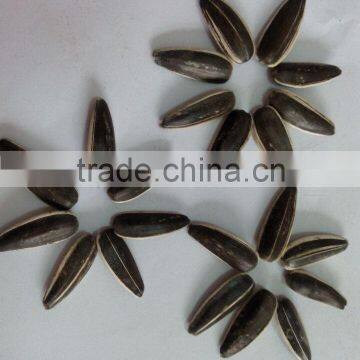 chinese sunflower seeds sunflower seed ton price sunflower seeds for roasting