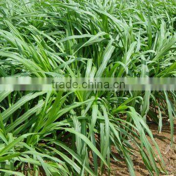 Warm Season Hybridized Chinese Pennisetum Grass Seeds