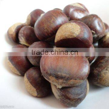 Open booking Fresh Chinese chestnut in shell Grade AA