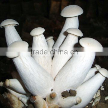 Low Price Polish Wild Dried Coprinus Comatus Mushroom