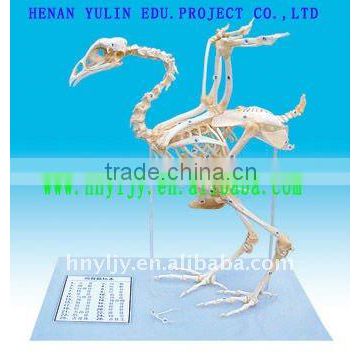 laboratory real animal,vivid superior chicken skeleton specimen for students study