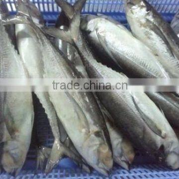 FROZEN HORSE MACKEREL WHOLE ROUND