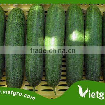 High Quality F1 Hybrid Green Cucumber Seeds VGC05