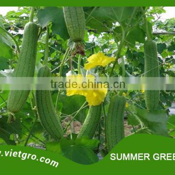 High Yield F1 Hybrid Luffa- Asian Vegetable Seed - SUMMER GREEN 03