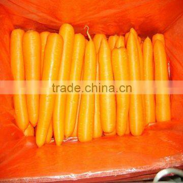 Chinese Red Carrot