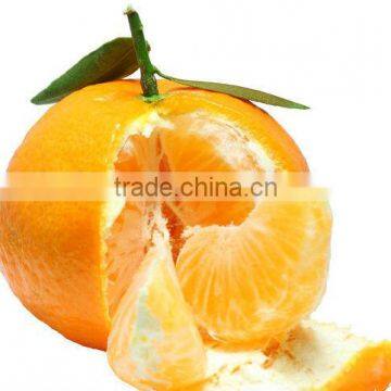 Big Navel Orange - Best Quality & Price To Be Offered