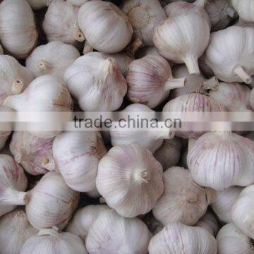 red garlic 2013