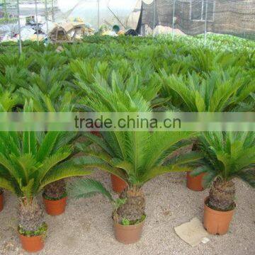 Small Cycas Revoluta