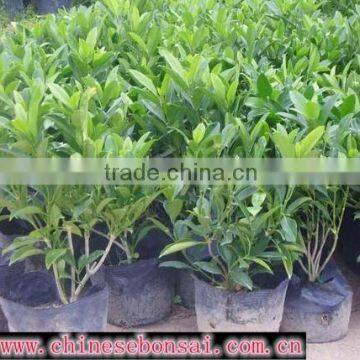 Evergreen Foliage Fagraea Ceilanicaof Outdoor Indoor Landscaping Decorative Ornamental Plants