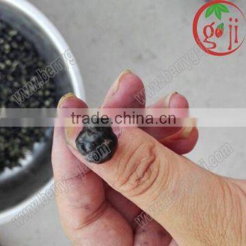 Black Goji Berry Extract wholesale black wolfberry extract