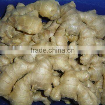 Fresh Ginger Needed photo-2