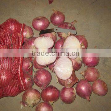 2014 new fresh red onion for sale