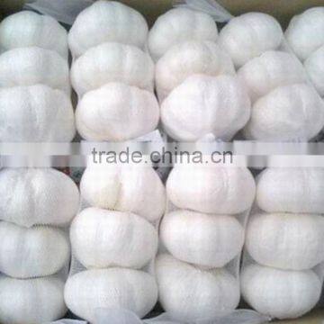 Sell 2016 Crop Fresh garlic - Spicy - Best price