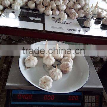 YUYUAN Brand Hot Sail Fresh Garlic Black Garlic Buy