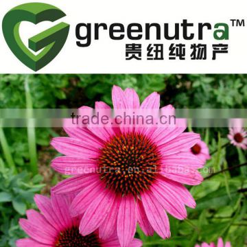 Echinacea Purpurea Extract in bulk