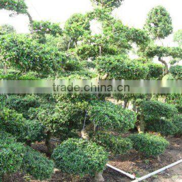 Carmona Microphylla bosnai nursery