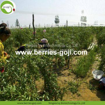 Factory Supply New Harvest Dried Goji Berries photo-2