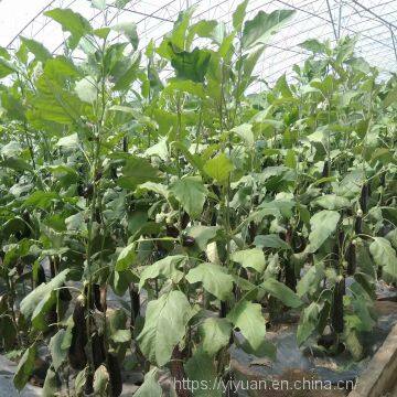 Hybrid Long Eggplant Seeds Mid-early Maturity Green Sepal Vegetable Seeds No.85 photo-4