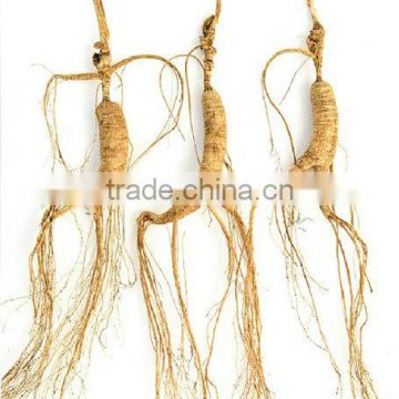 wild ginseng