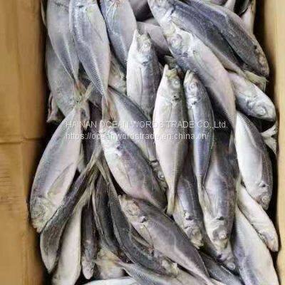 Mackerel, Pacific Mackerel, 100-200gles Chinois De La Mer Prix De Poisson Congel