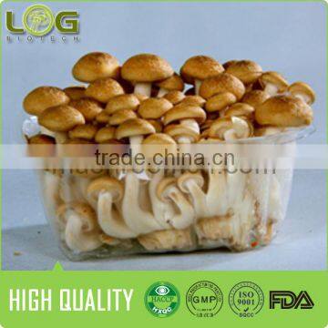 Fresh Brown Shimeji Mushroom(hot Sale)