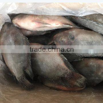 FROZEN TILAPIA W/R 500-800G GOOD PRICE to AFRICA