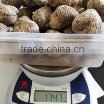 Ammonite Fossil photo-2