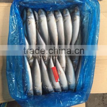 landfrozen pacific mackerel, market selling scomber japonicus, China origin mackerel fish