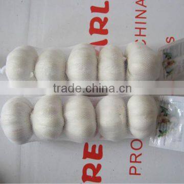 New Crop 5cm-6.5cm Bulk Garlic Supply Pure White Garlic