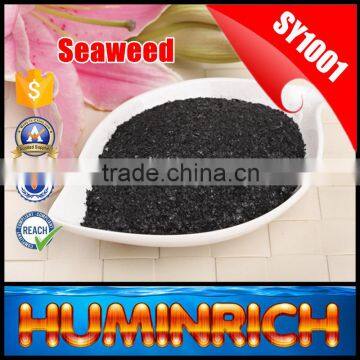 FAQ 29--How To Use Seaweed Fertilizer To Improve The Quality Of Avocado? photo-5