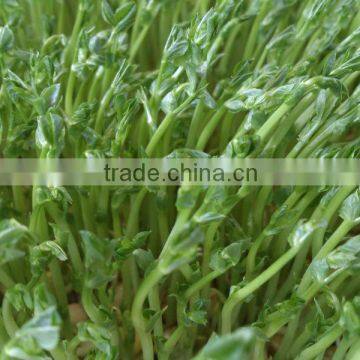 Automatic 100kg/day Barley Sprouting Machine photo-4