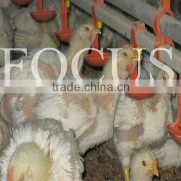 poplular automatic broiler chicken feeding system