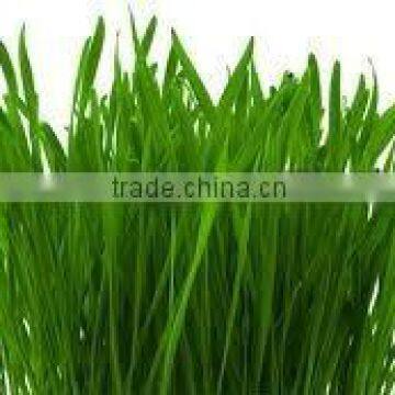 Organic Wheat Grass