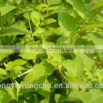 Polydatin 98% (HPLC)