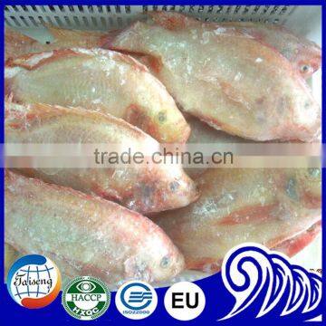 China Export Tilapia Fish Whole Round Seafood Product photo-6