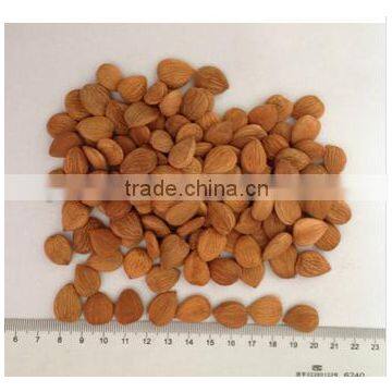 Best Price Common Bitter Apricot Kernel photo-5