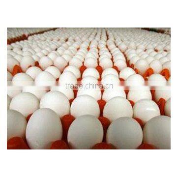 Eggs Classical Jumbo Eggs 6 Pieces Packing Eggs 10 Pieces Packing Egss15 Pieces Packing Eggs 30 Pieces Packing Eggs Turkey