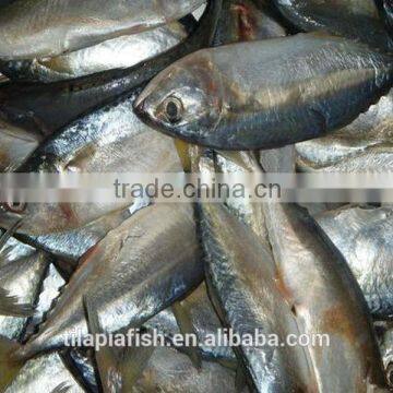 Good fish for indian mackerel importers