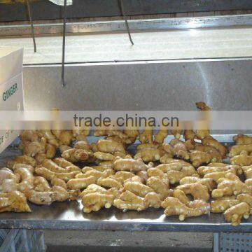 Laiwu fresh fat ginger root in low price