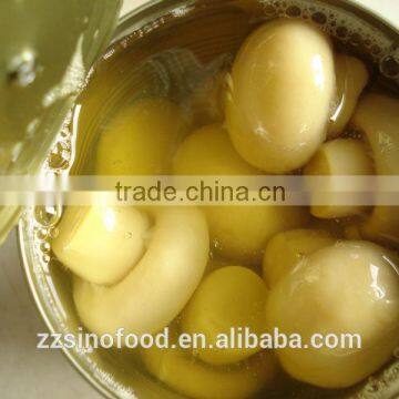 Best Quality Canned Mushroom Whole photo-2