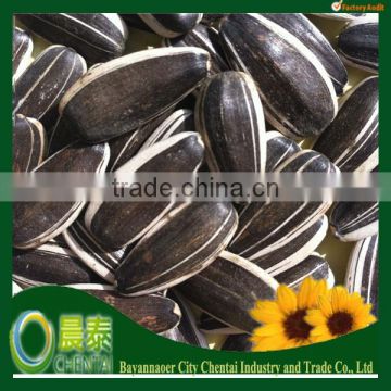 Wholesale chinese Sunflower Seeds american type 5009