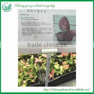 Seedling