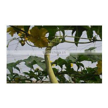 HDPE Anti Bird Netting photo-6