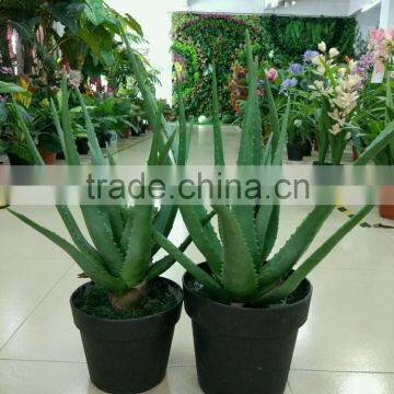 SJ300928 High Initation Aloe Vera Plant for Balcony Decoration photo-4