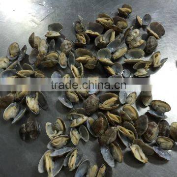 V-packed Cooked Short Clam Necked in Shell photo-5