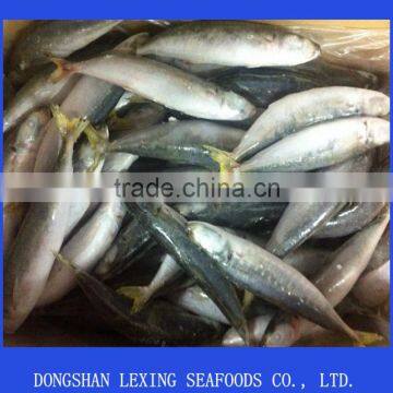 Frozen round scad fish