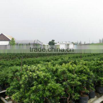 Ficus 20cm Art photo-2